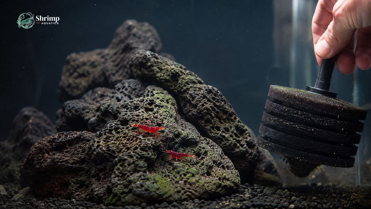 When a Sulawesi Shrimp Tank Reset Is the Right Call