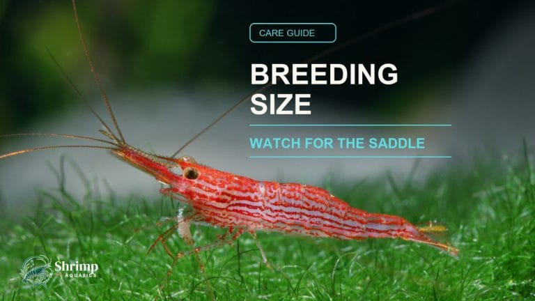 How Long Do Sulawesi Shrimp Take to Reach Breeding Size?