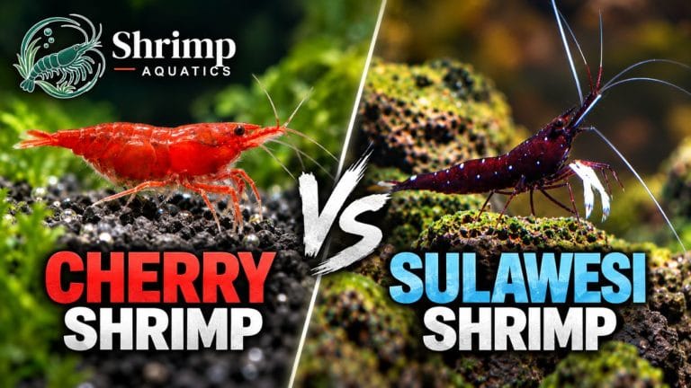 Sulawesi Shrimp vs Cherry Shrimp