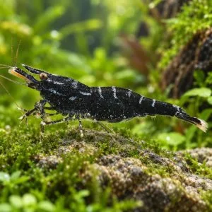 Sulawesi Six Banded Sulawesi Six Banded (Caridina holthuisi)