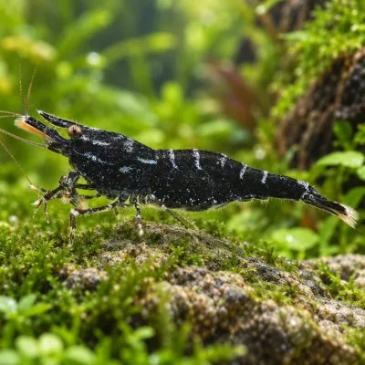 Sulawesi Six Banded
