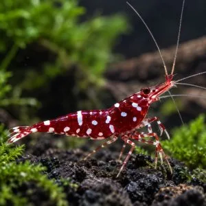 Sulawesi Three Spot Red Sulawesi Three Spot Red (Caridina cf. spinata)