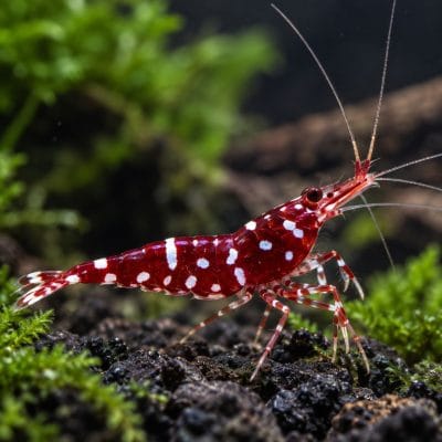 Sulawesi Three Spot Red