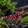 Sulawesi Three Spot Red