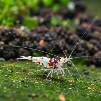 Sulawesi White Ghost