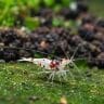 Sulawesi White Ghost