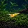 Sulawesi Yellow Ghost
