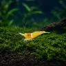 Sulawesi Yellow Ghost