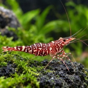 Sulawesi Zebra Orchid (Caridina Glaubrechti)
