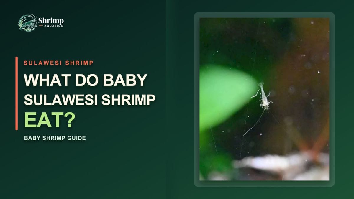What Do Baby Sulawesi Shrimp Eat?