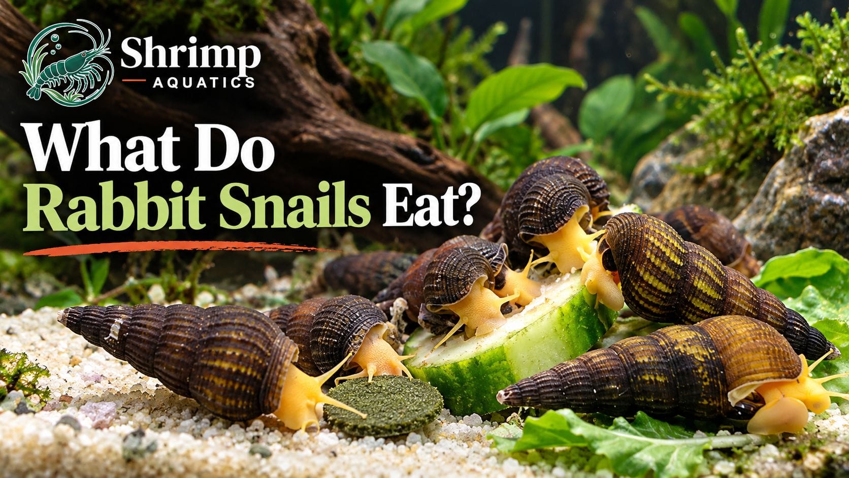 What Do Rabbit Snails Eat?