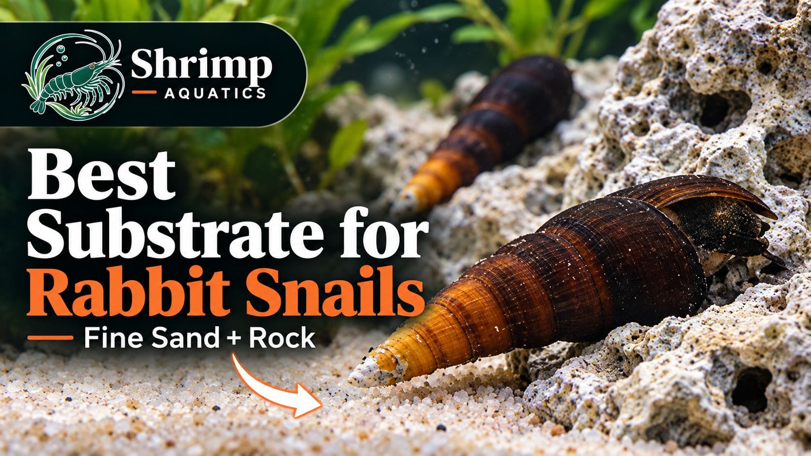 What Substrate Is Best for Rabbit Snails