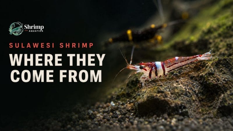 Where Do Sulawesi Shrimp Come From?