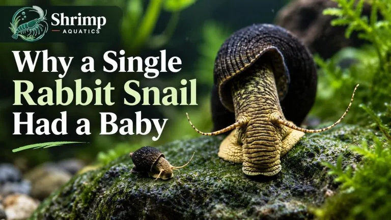 Why a Single Rabbit Snail Had a Baby