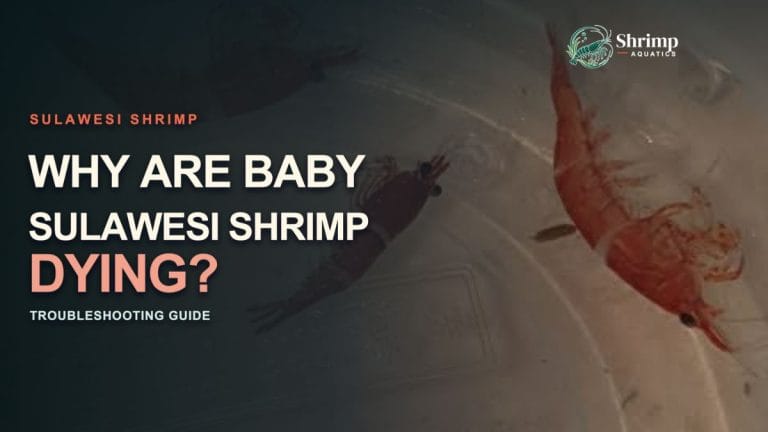 Why Are Baby Sulawesi Shrimp Dying?