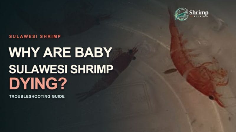 Why Are Baby Sulawesi Shrimp Dying?