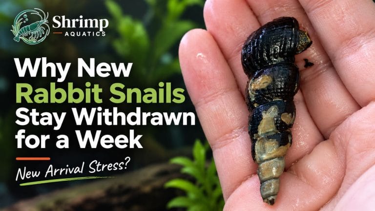 Why have my new rabbit snails stayed withdrawn for a week?