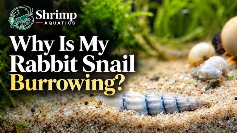 Why Is My Rabbit Snail Burrowing