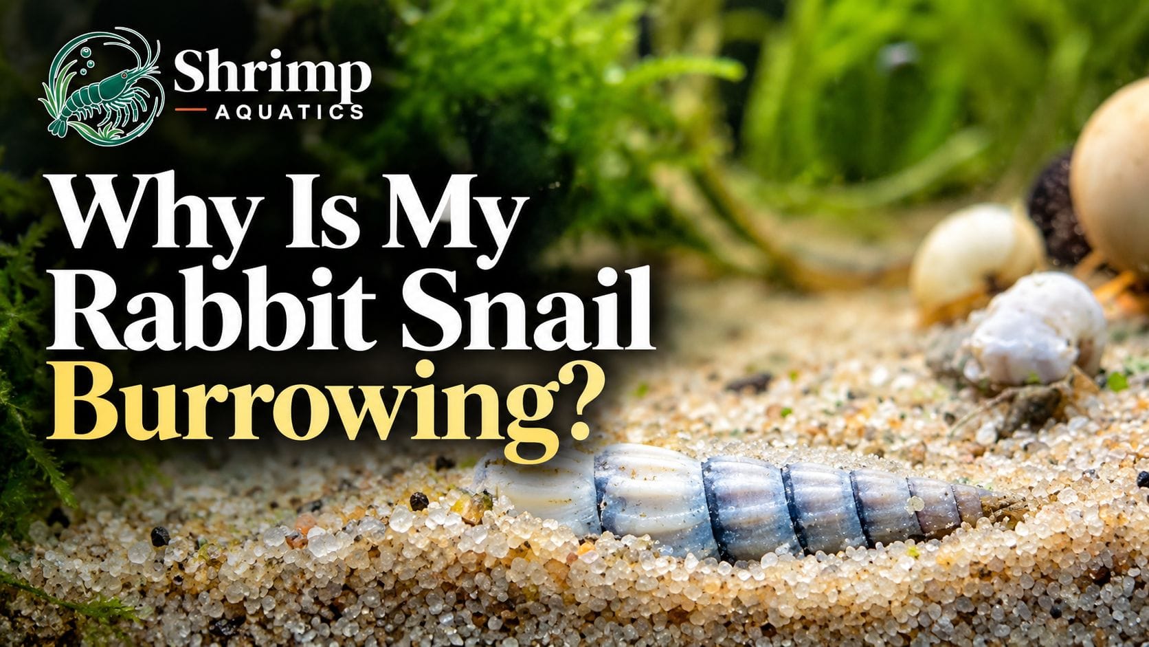 Why Is My Rabbit Snail Burrowing