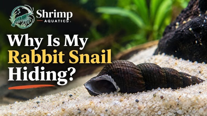 Why Is My Rabbit Snail Hiding