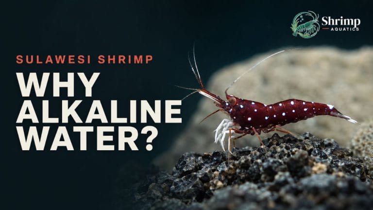 Why Do Sulawesi Shrimp Need Alkaline Water?