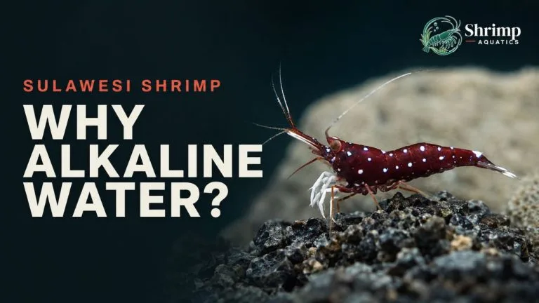 Why Do Sulawesi Shrimp Need Alkaline Water?