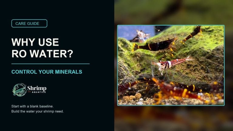 Why Sulawesi Shrimp Need RO Water