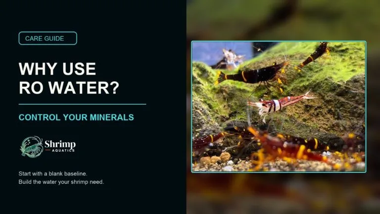 Why Sulawesi Shrimp Need RO Water
