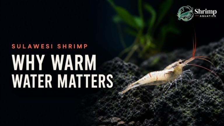 Why Do Sulawesi Shrimp Need Warm Water?