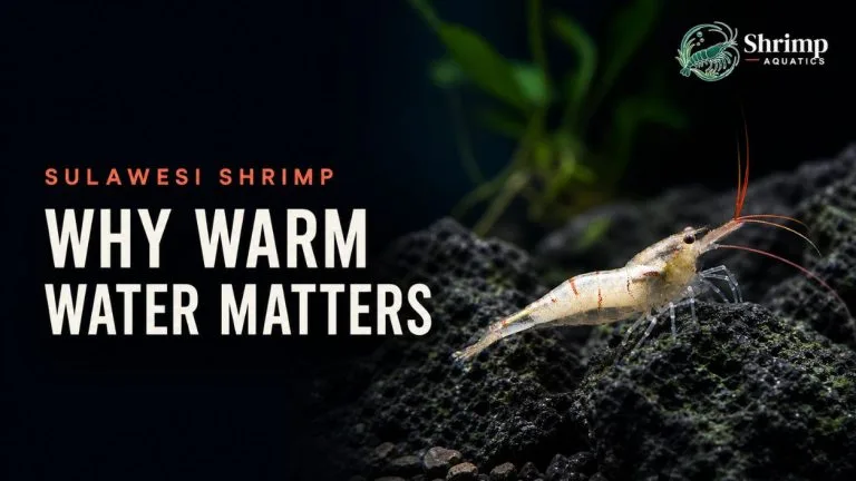 Why Do Sulawesi Shrimp Need Warm Water?