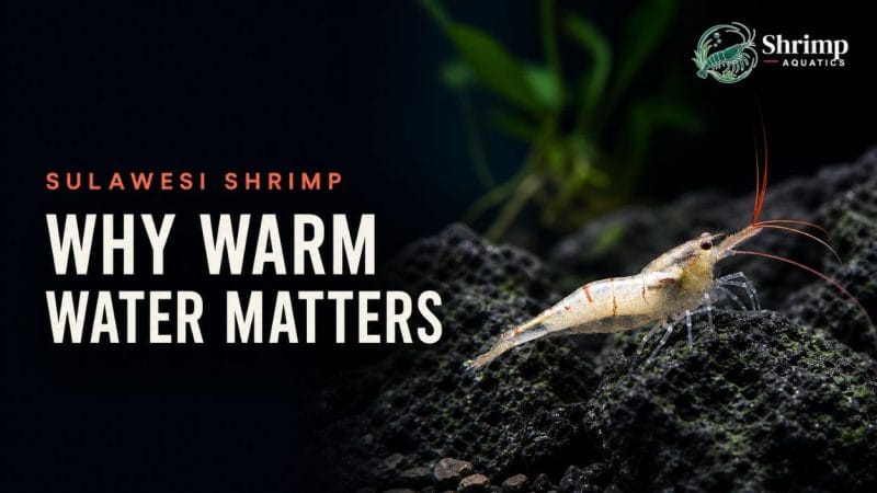 Why Do Sulawesi Shrimp Need Warm Water?