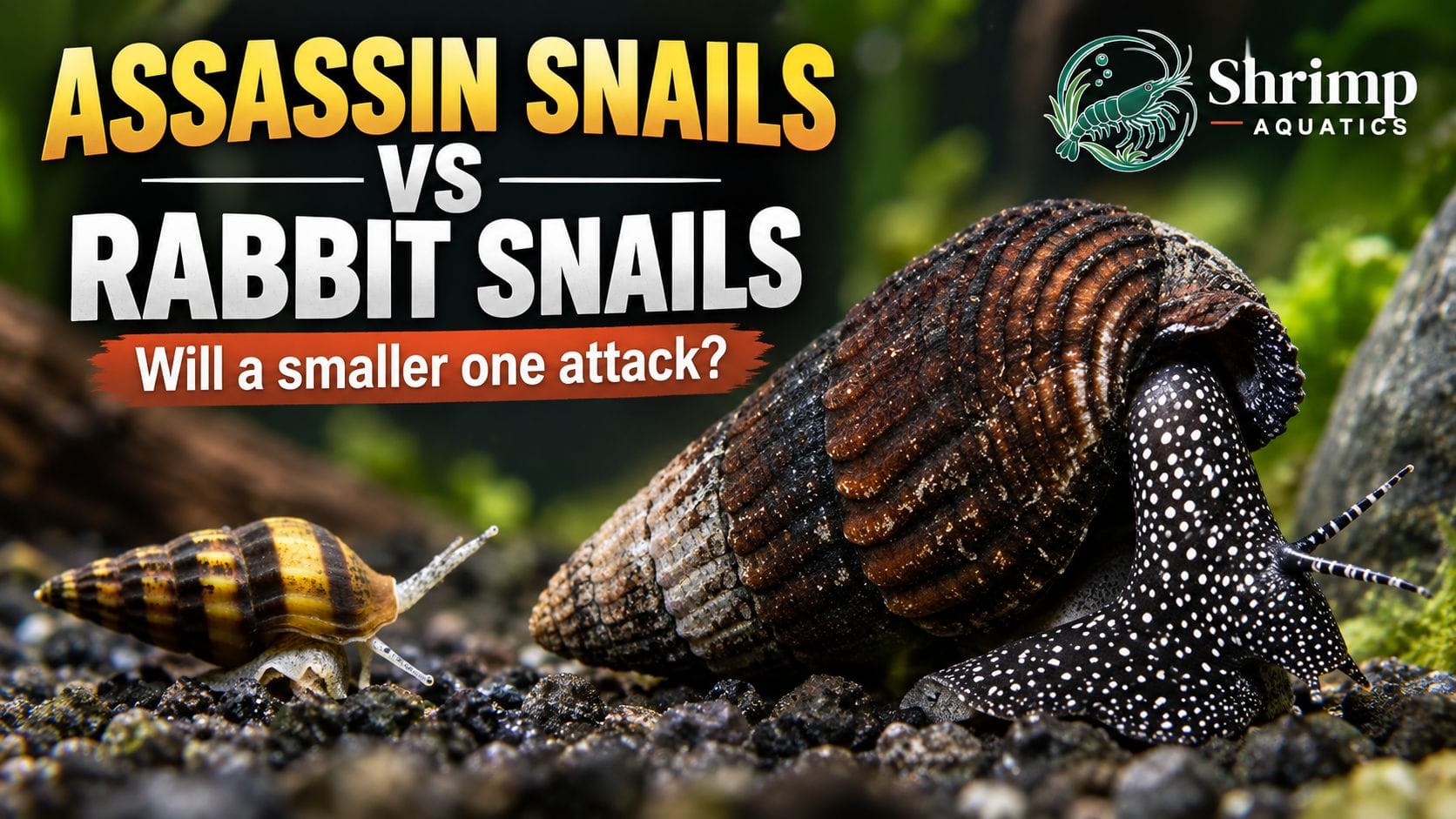 Will Assassin Snails Attack a Much Larger Rabbit Snail?