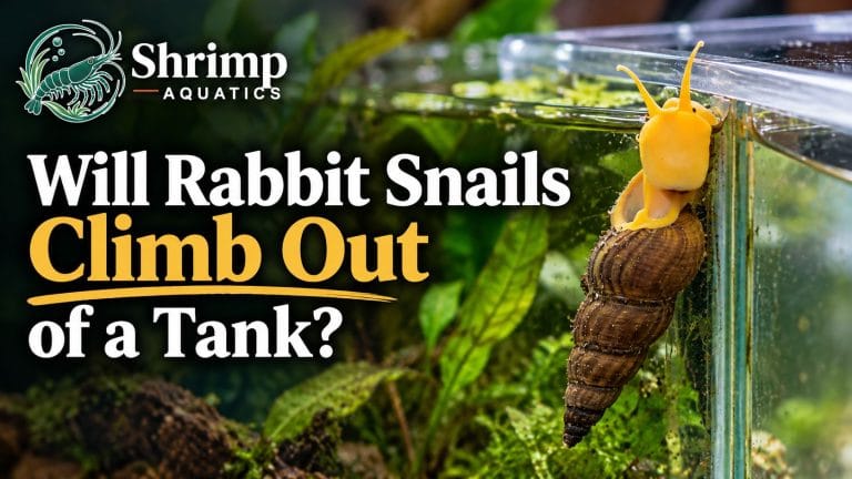 Will Rabbit Snails Climb Out of a Tank