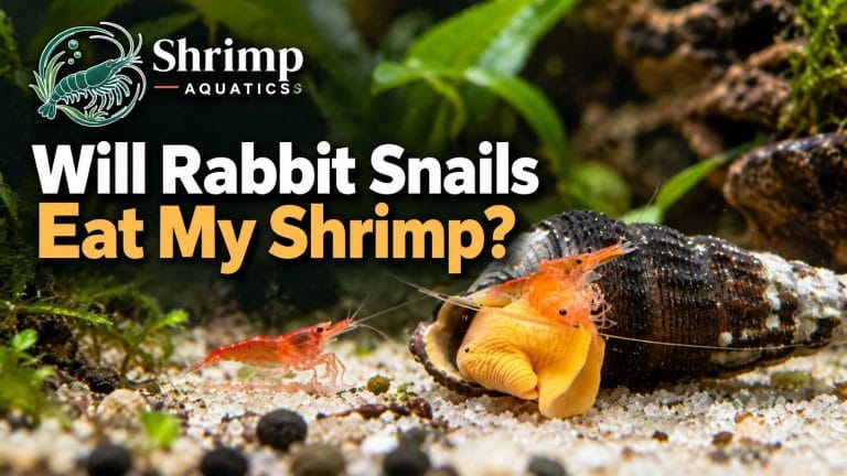 Will Rabbit Snails Eat My Shrimp