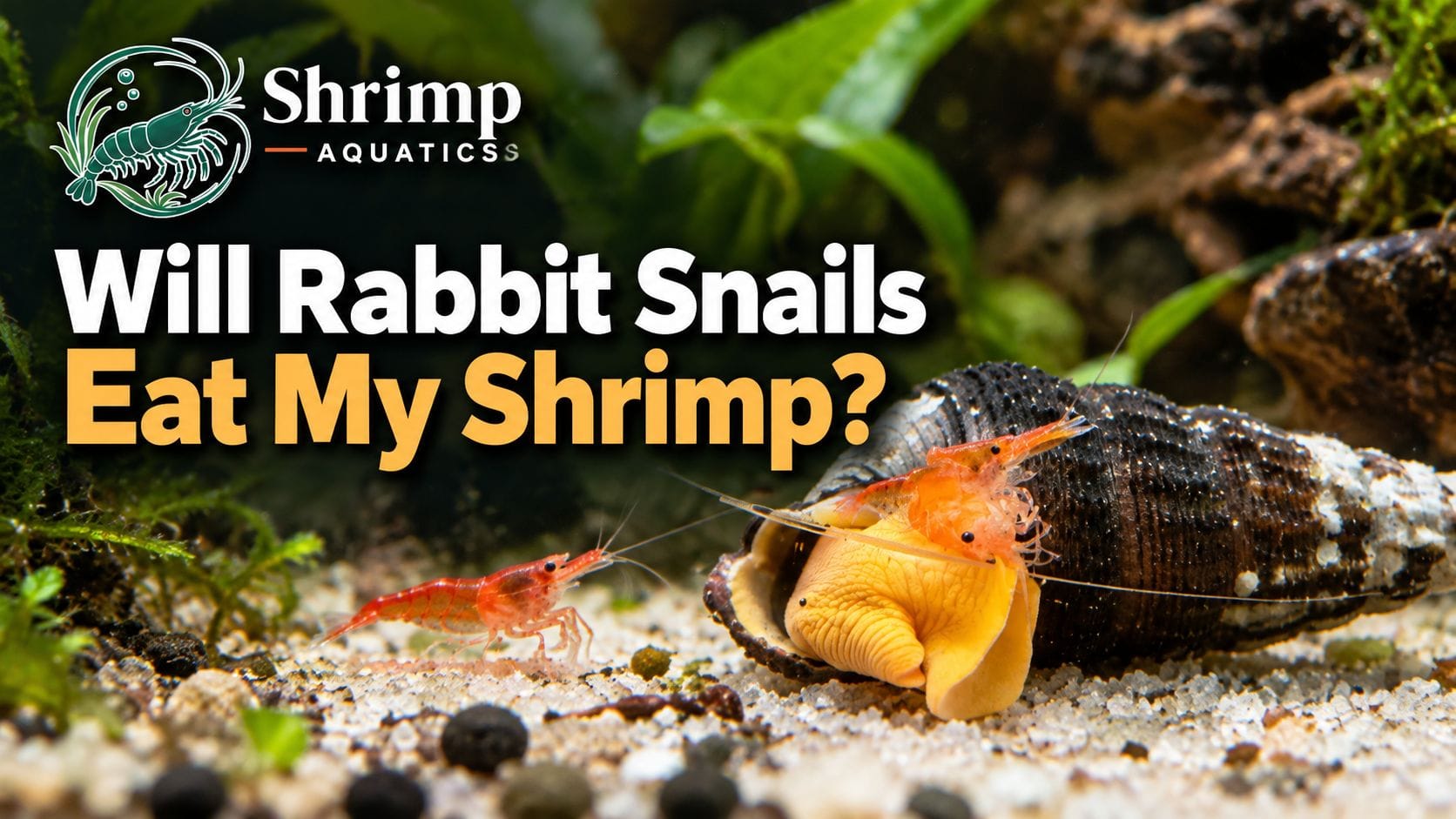 Will Rabbit Snails Eat My Shrimp
