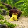 Yellow Poso Rabbit Snail