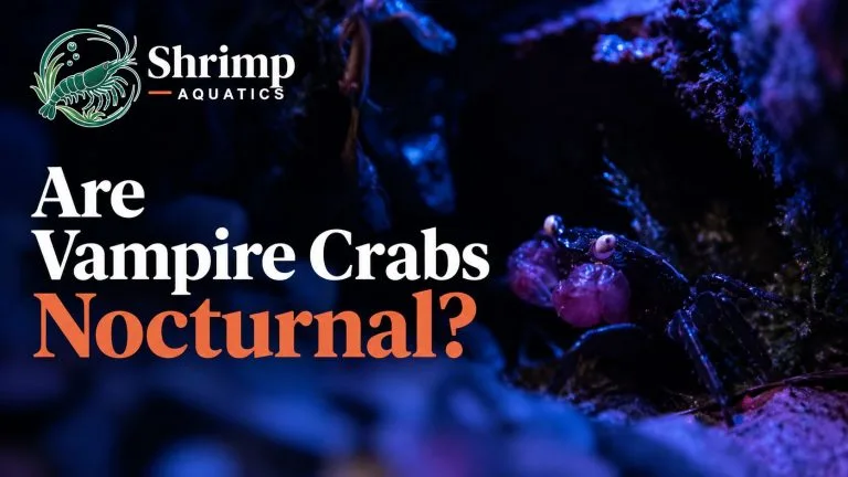 Are Vampire Crabs Nocturnal