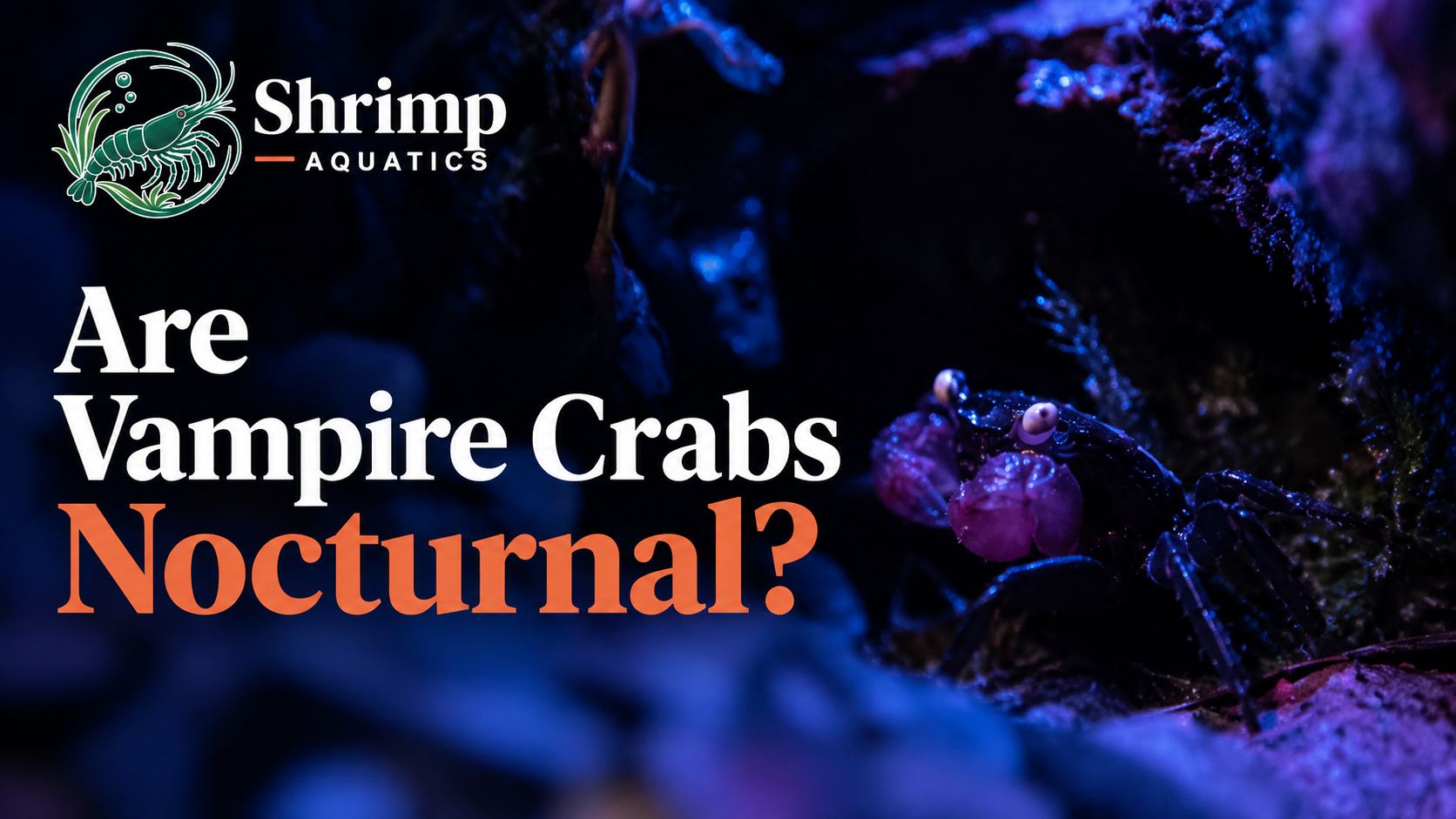 Are Vampire Crabs Nocturnal