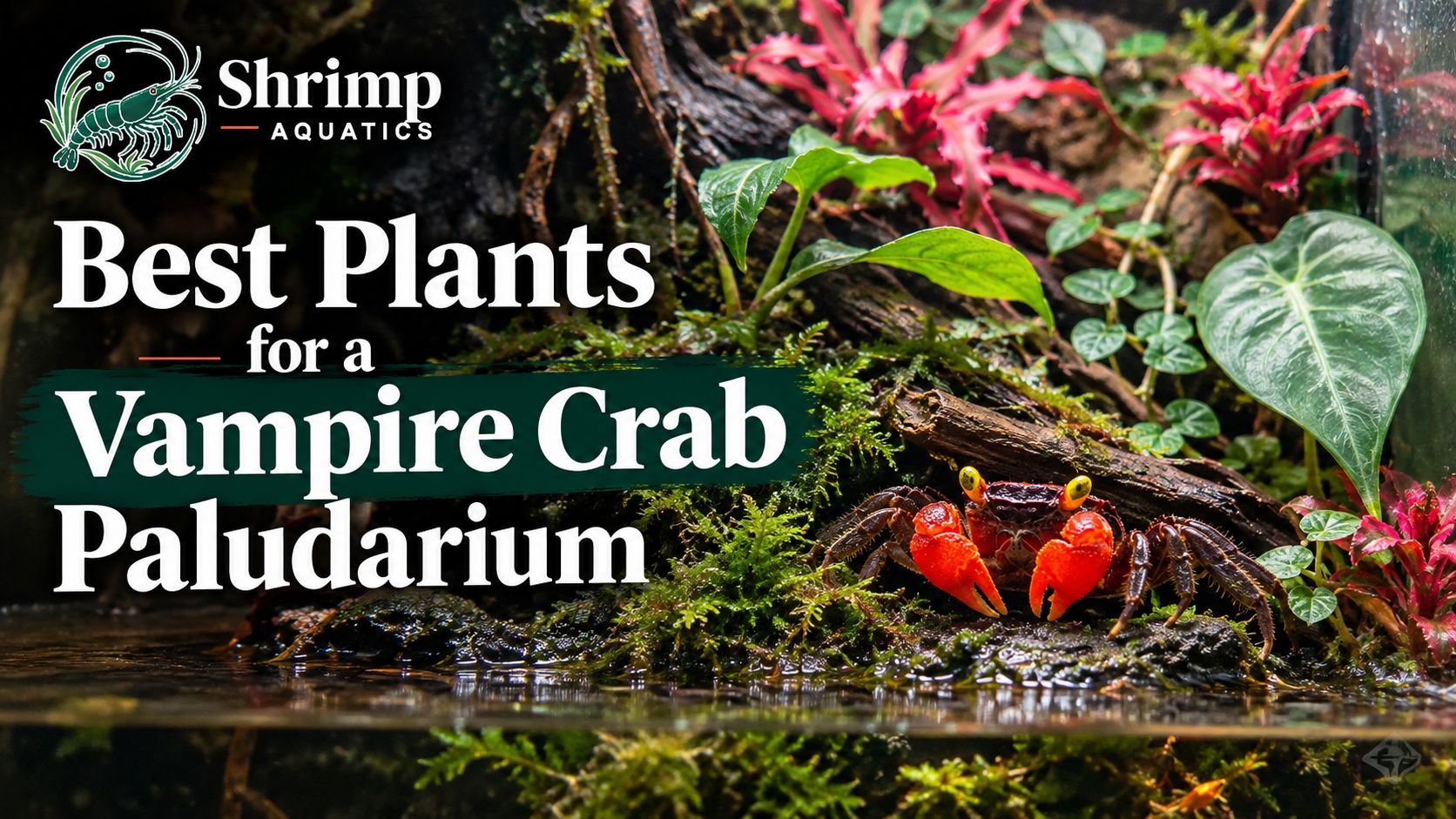 Best Plants for a Vampire Crab Paludarium