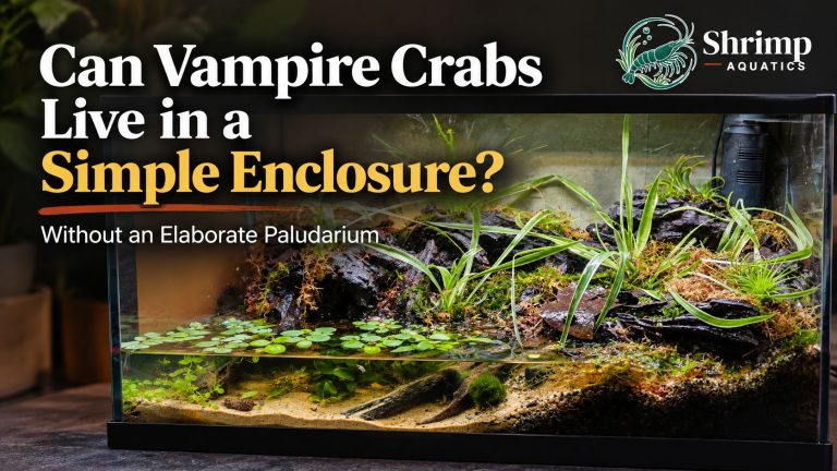 Can vampire crabs live in a simple enclosure without an elaborate paludarium