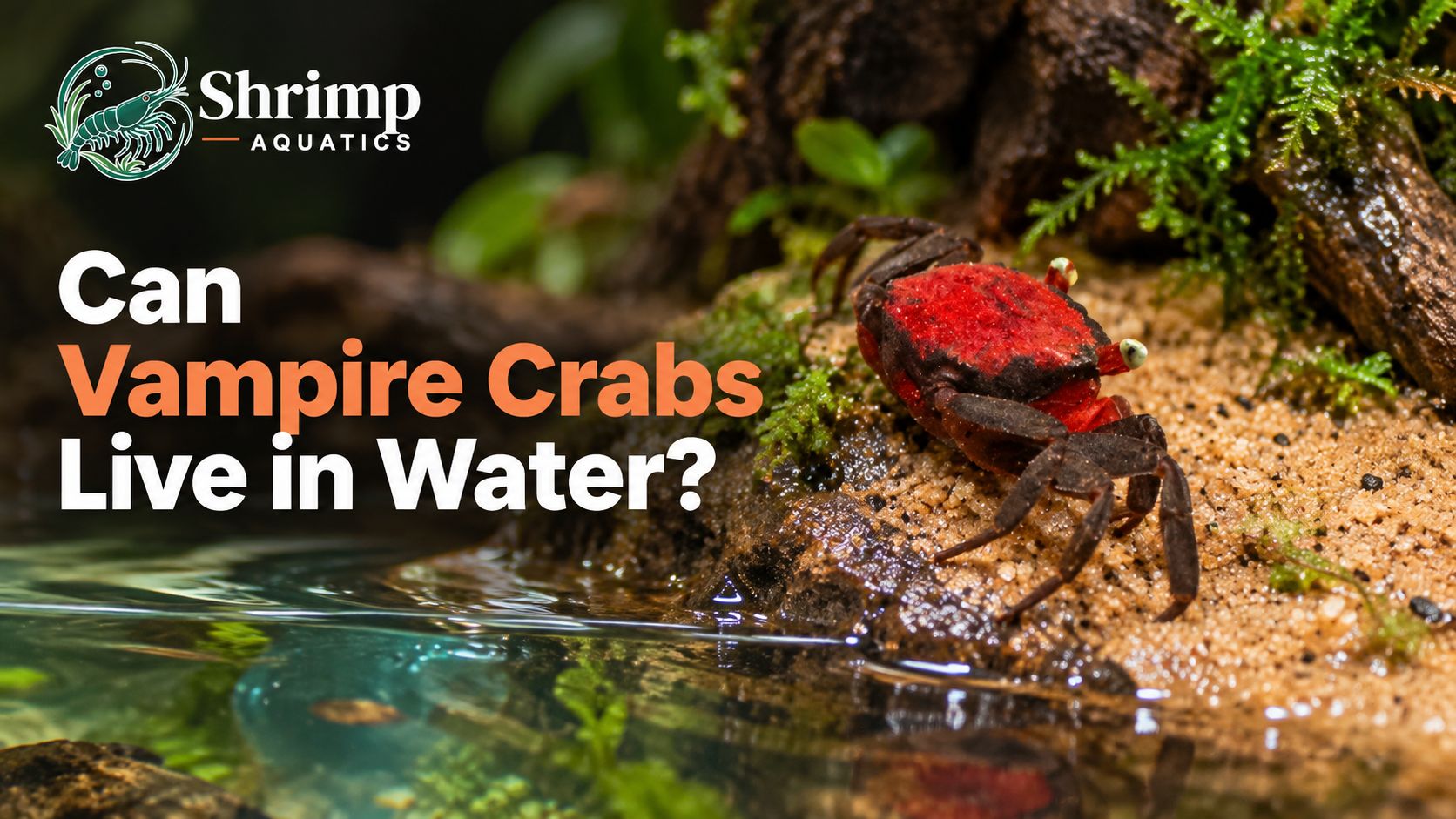 Can Vampire Crabs Live in Water