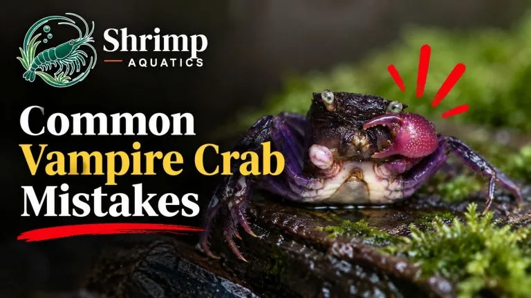 Common Vampire Crab Mistakes