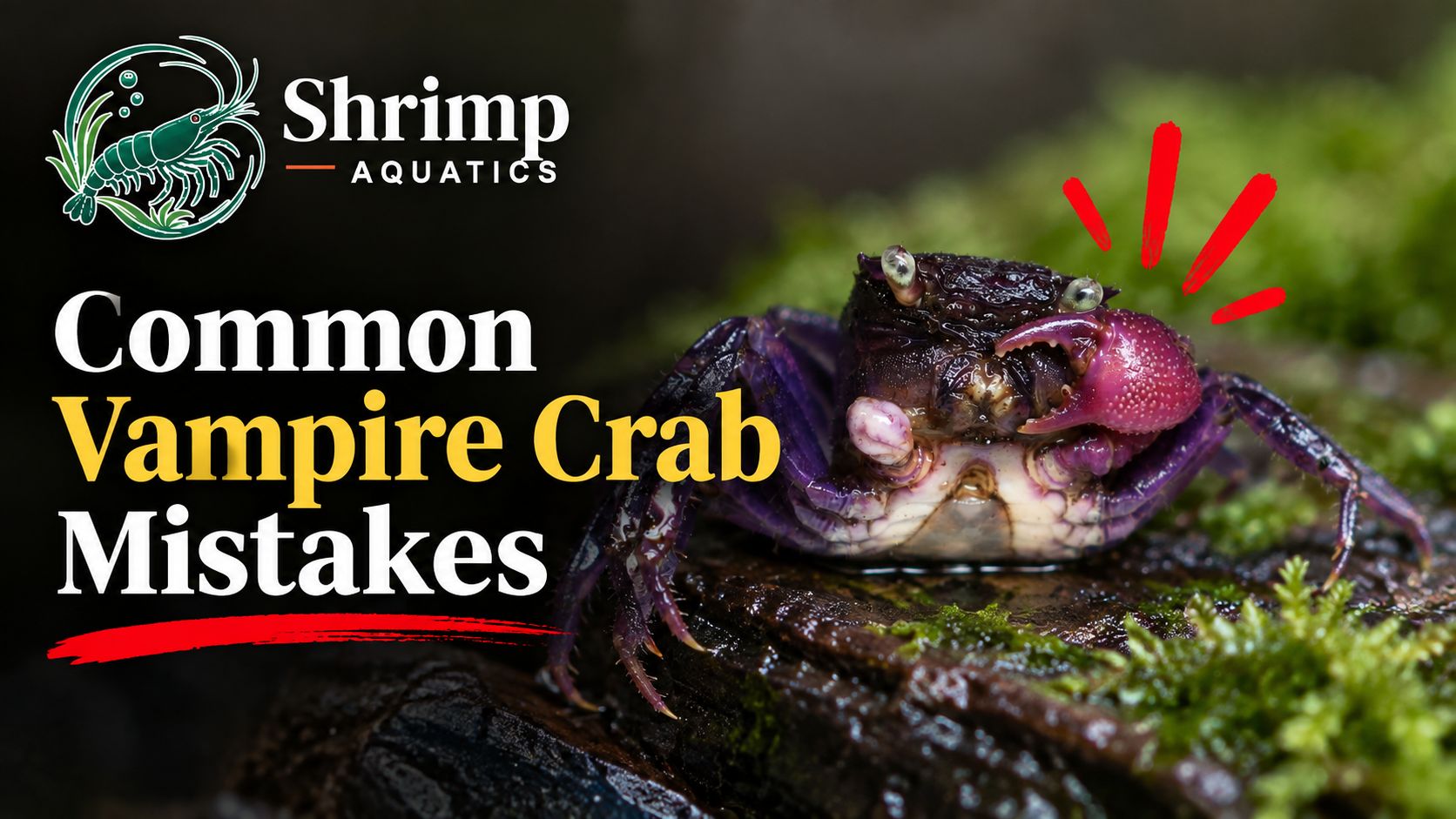 Common Vampire Crab Mistakes