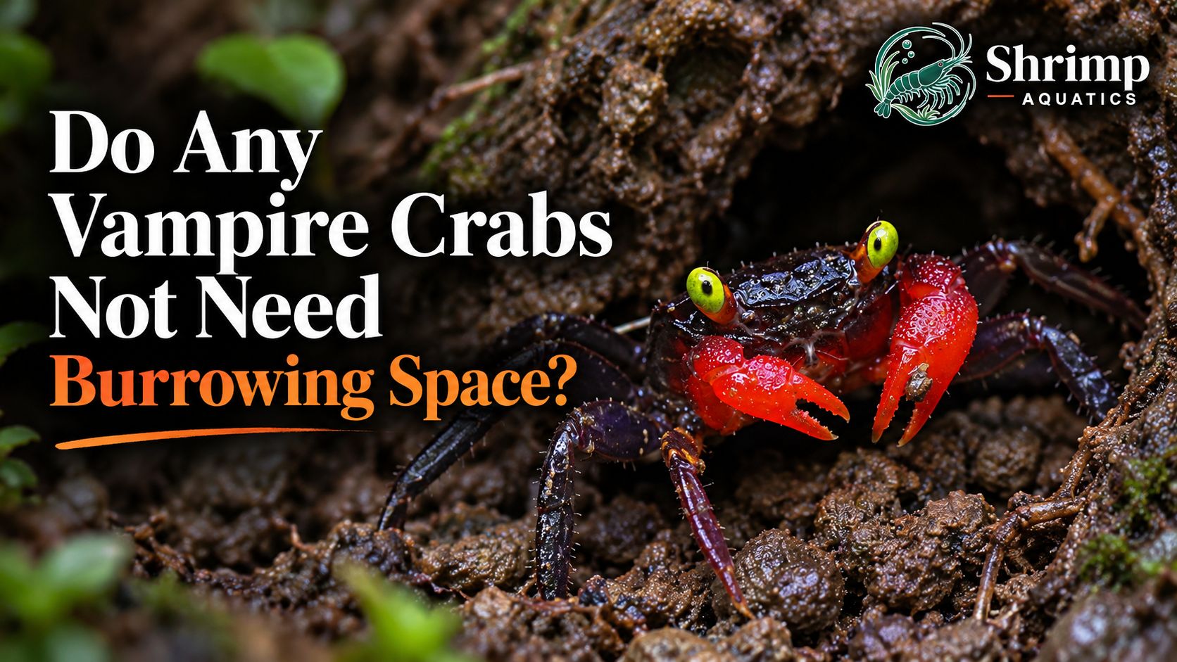 Do Any Vampire Crabs Not Need Burrowing Space