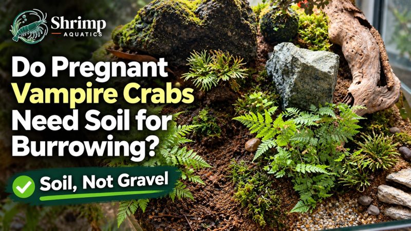Do pregnant vampire crabs need soil for burrowing instead of gravel