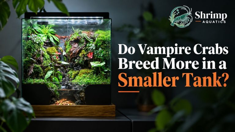 Do Vampire Crabs Breed More in a Smaller Tank