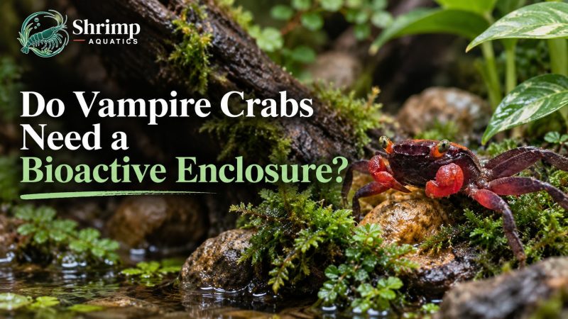 Do vampire crabs need a bioactive enclosure