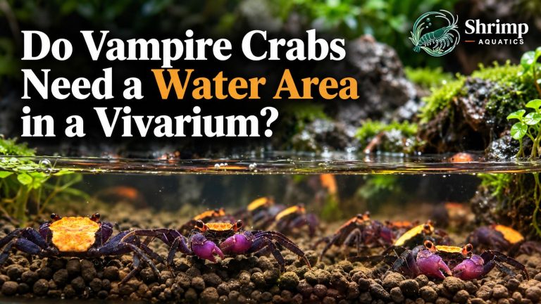 Do Vampire Crabs Need a Water Area in a Vivarium?
