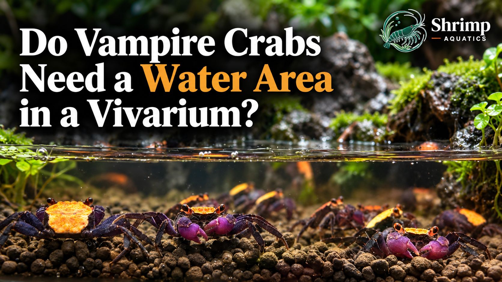 Do vampire crabs need a water area in a vivarium