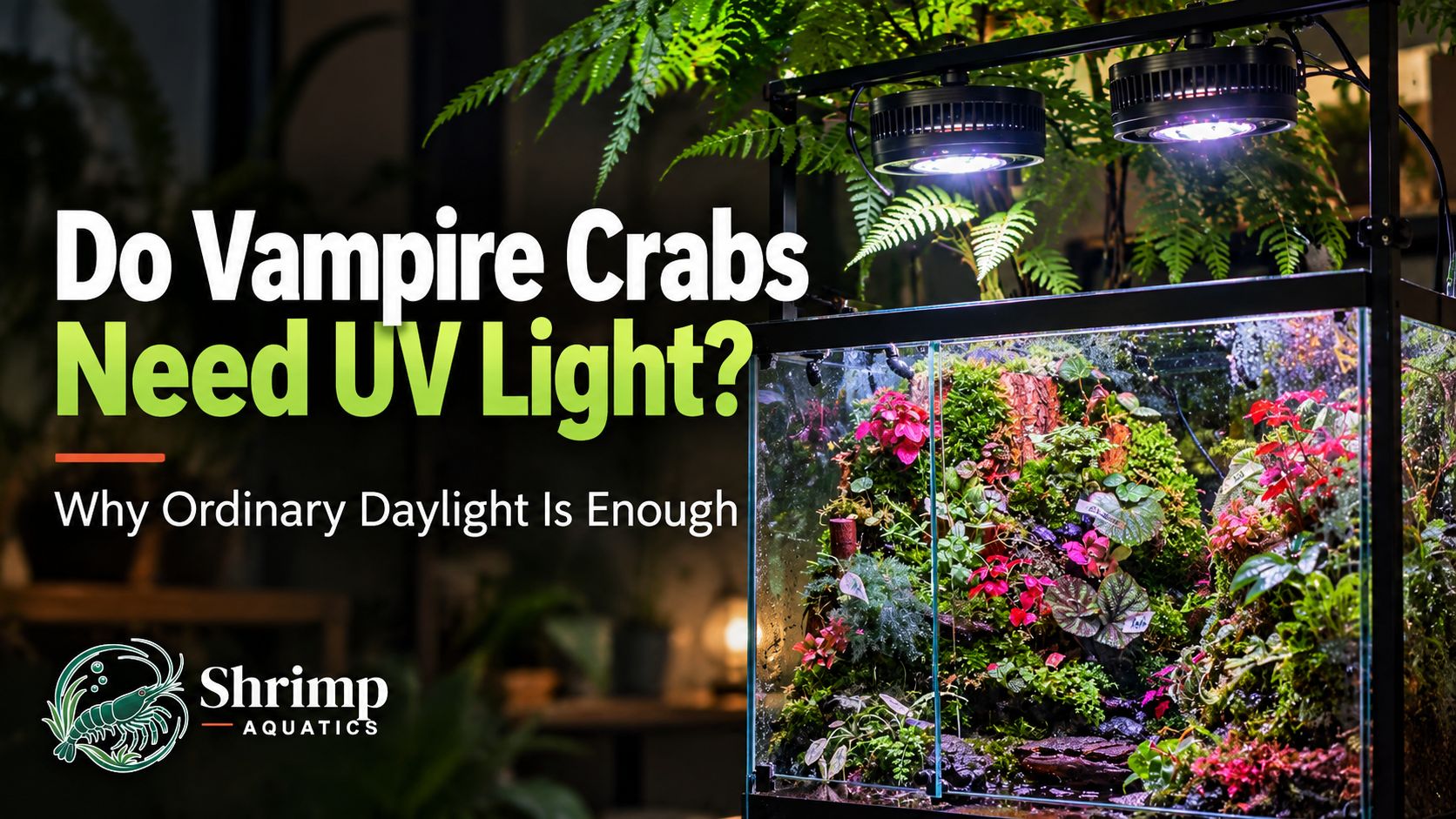 Do Vampire Crabs Need UV Light